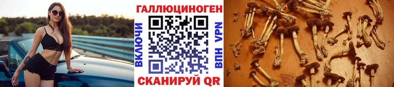 Галлюциногенные грибы Psilocybe  Кущёвская 